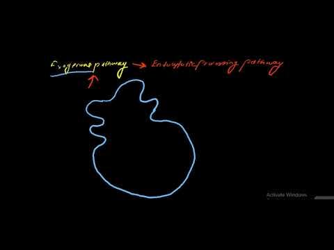 Exogenous antigen processing pathway part 2 смотреть онлайн