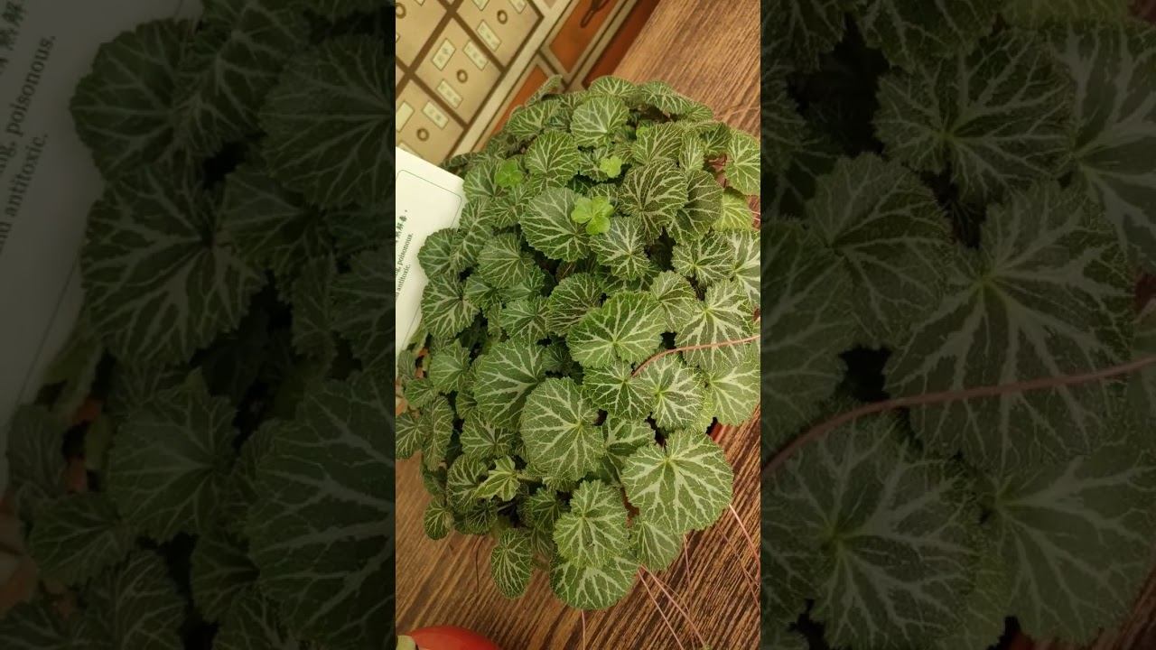 saxifraga stolonifera Merrb смотреть онлайн