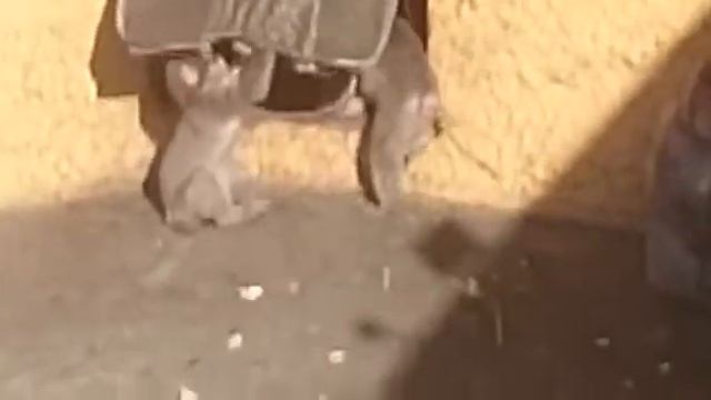 Жизнь обезьян 🐵🐵🐵 смотреть онлайн