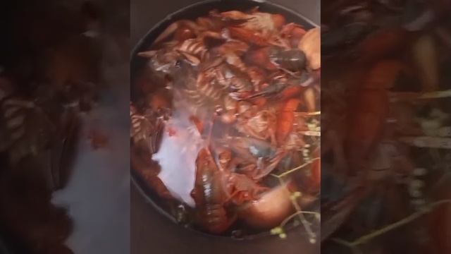 Раки варёные,самые вкусные. По рецепту из YouTube. 28 августа 2024 г. смотреть онлайн