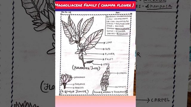 +3 4th Sem Botany Honors Core 10 ... Magnoliaceae Family (champa Flower)..💫💫💫✨✨✨💓💓💓💓....