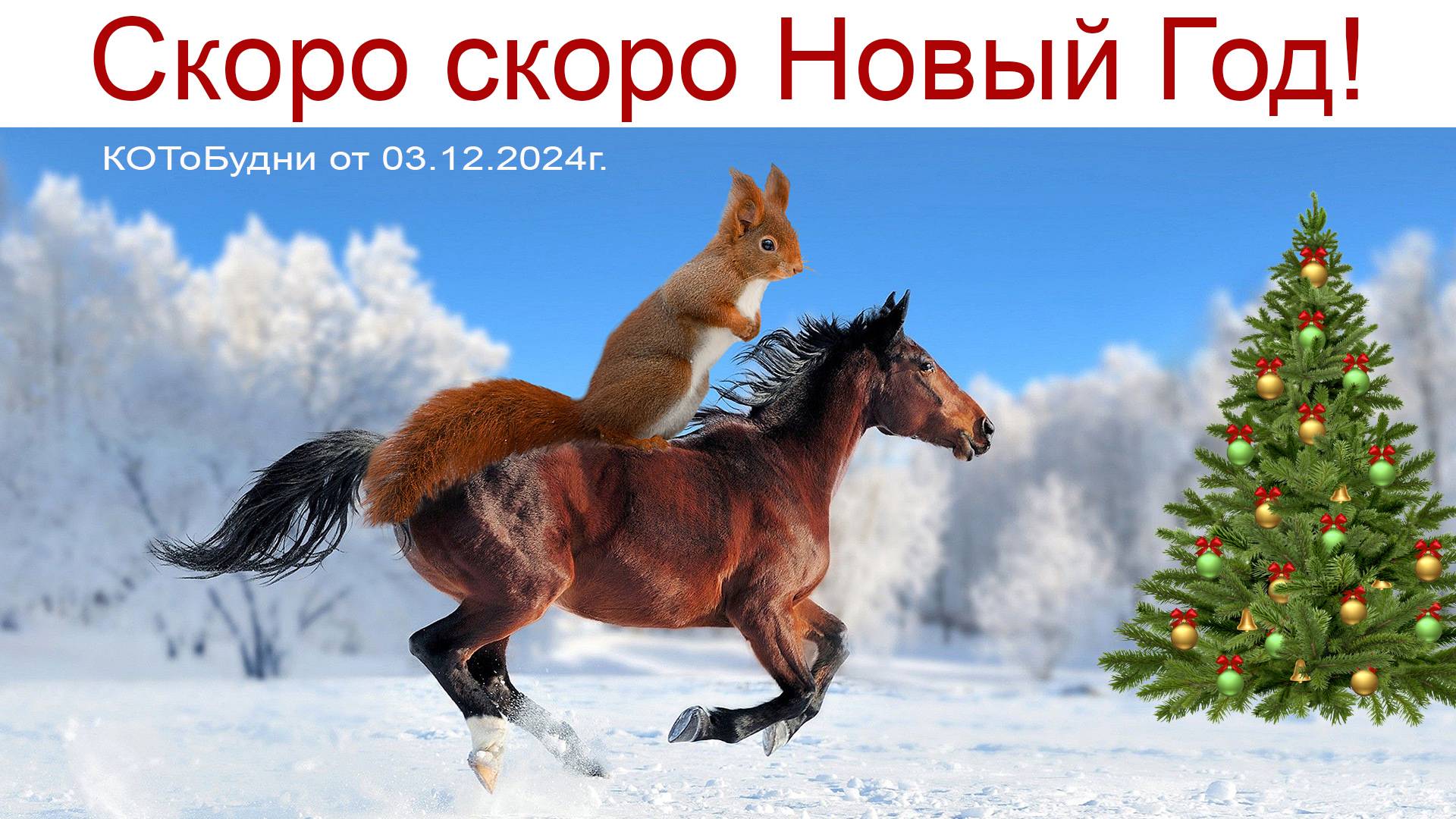 Кони и лошади, Муся и Буся, Лиса с морковкой или просто КОТоБудни от 03.12.2024г. смотреть онлайн