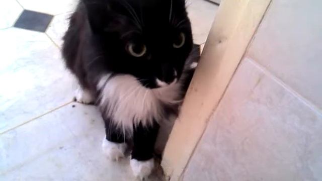 котэ атакует смотреть онлайн