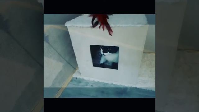 Серьёзный на вид,но добрый и ласковый внутри ❤😻 Это все про котика по имени Кот ❤ смотреть онлайн