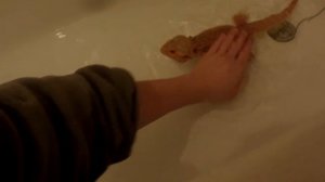 купание бородатой агамы!!