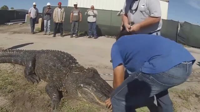 Люди поймали кракадила