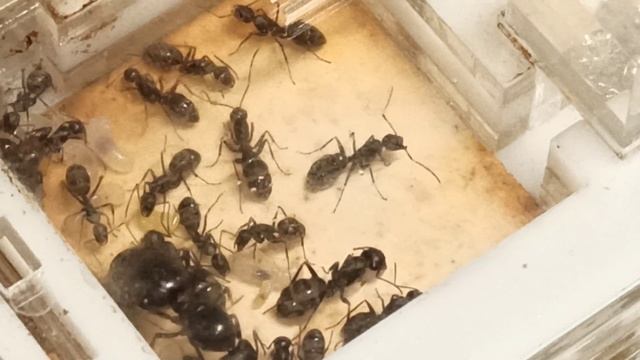 Рассказываю о своей семье Camponotus Japonicus