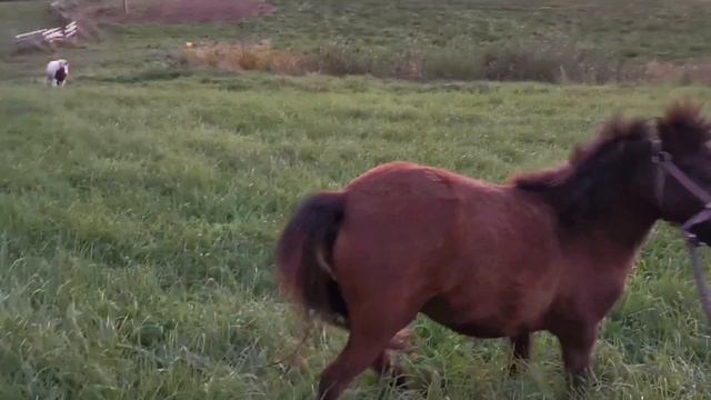 Horses Mating, Stallion Ready For Mating.