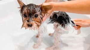 VLOG Купаем щенка! Как в салоне! Заказали ужин домой! 20-23.02.22