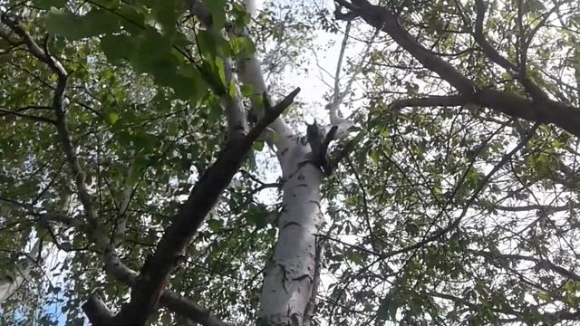 Сова. Owl. смотреть онлайн
