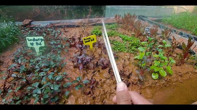 TUMBUH SUBUR !! Mini Farm Rumahan Tanaman Aquatic смотреть онлайн