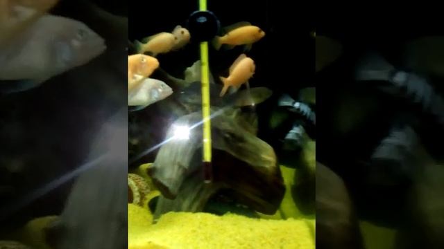 Цихлиды смотреть онлайн
