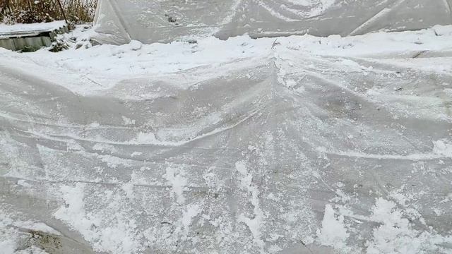 КАК УКРЫТЬ РОЗЫ НА ЗИМУ? МОЙ ОПЫТ. #розы #укрытие #спанбонд #укрытиероз #зимовкароз #сад #цветы смотреть онлайн