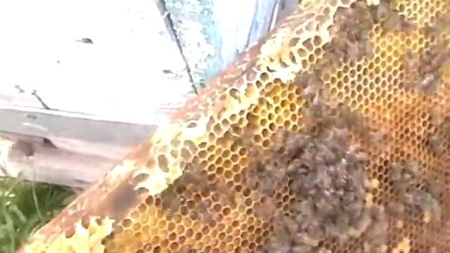 подсадка маток спасение из клубка часть4 смотреть онлайн