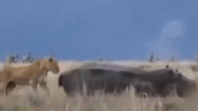 When A Polar Bear Meets A Hungry Orca смотреть онлайн