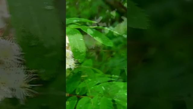 Рябина цветёт. Дачные картинки. Дмитрий Шлапак смотреть онлайн