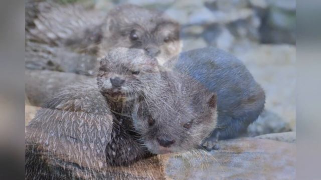 Забавные Животные//Выдра//Нутрия смотреть онлайн