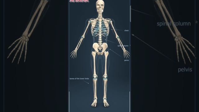 3D View Of Human Body #viral #shortvideo #ai #doctor #documentary