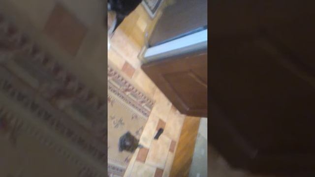 Черепаха vs собака смотреть онлайн
