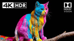 4K 60fps Unbelievable 😮 HDR Dolby Vision 4K Video