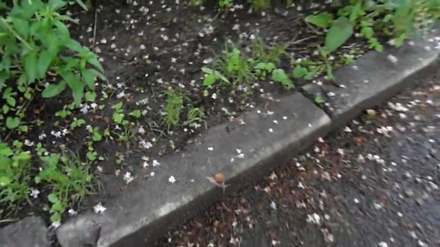 МОСКВА. БОТАНИЧЕСКИЙ САД МГУ. УДИВИТЕЛЬНОЕ РЯДОМ....🐌 смотреть онлайн