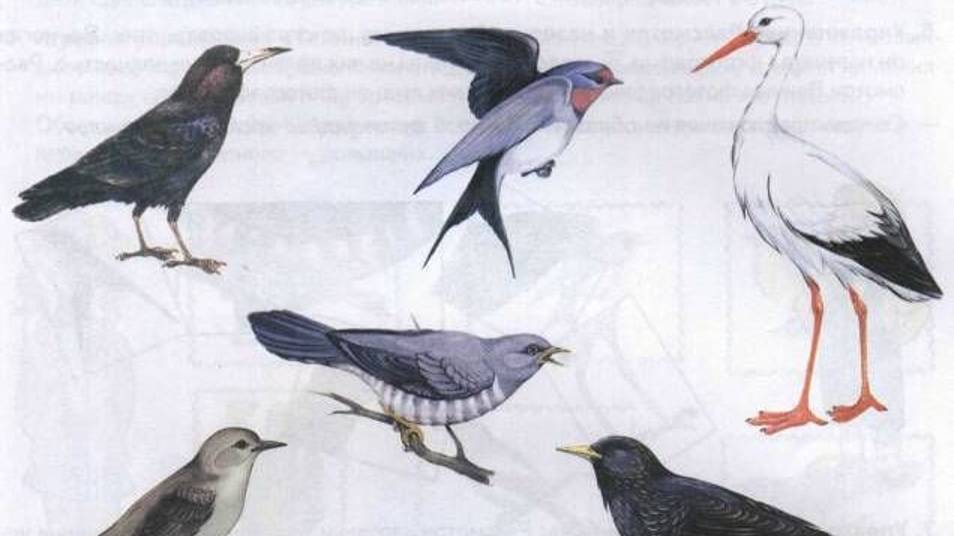 Перелетные Птицы Для Детей _ Изучаем Перелетных Птиц смотреть онлайн