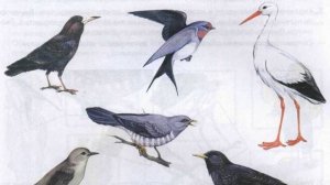 Перелетные Птицы Для Детей _ Изучаем Перелетных Птиц