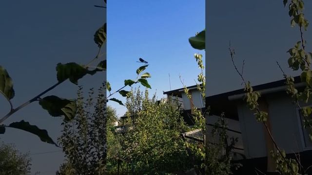 Стрекоза красотка.. смотреть онлайн