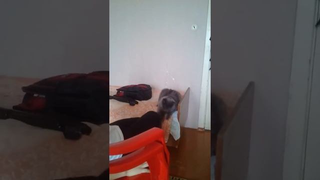 Кот кусает ногу смотреть онлайн