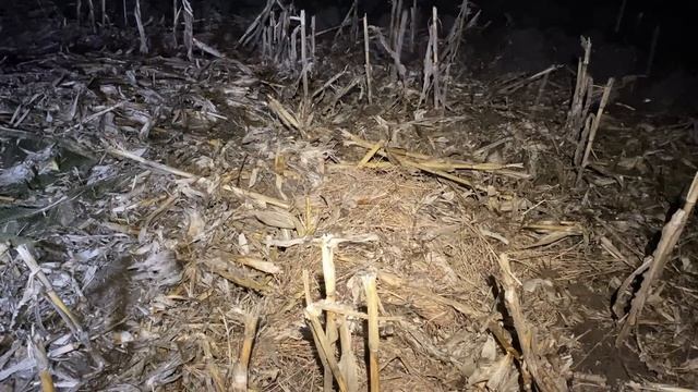 Охота на гуся 2023. Охота на гуся в Беларуси 8.04.23. Гусь 2023 смотреть онлайн