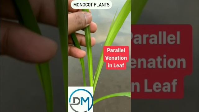 Monocot plants #biology #tricks #morphologyoffloweringplants смотреть онлайн