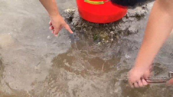 【English sub】小章带表侄赶海挖蛤蜊，石斑，象牙蚌抓爆了！个个都是巨无霸！【赶海小章】