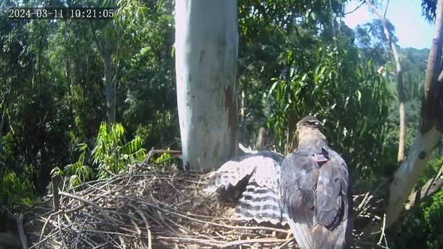 Мама принесла орлёнку голову дукера🐥🦅Mom brought Duiker's head to the eagle🌿ZimbaliECELC смотреть онлайн
