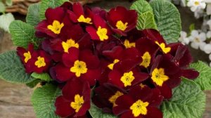 5 комнатных цветов, которые притягивают деньги, счастье и удачу в дом по народным приметам #приметы