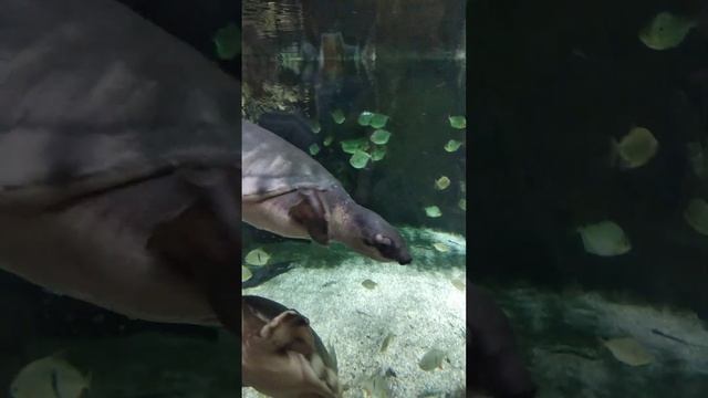 Красота подводного мира. смотреть онлайн