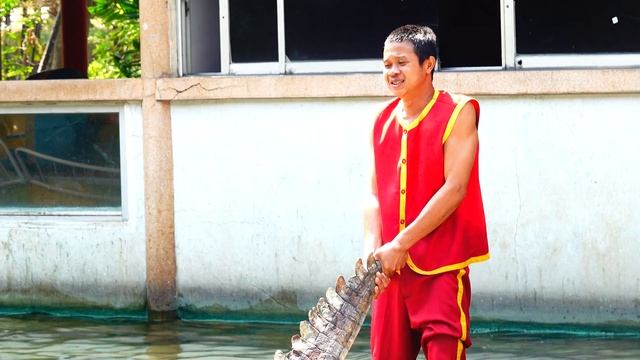 จระเข้โชว์ Crocodile show 鱷魚秀 मगरमच्छ शो смотреть онлайн