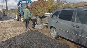 Едем за СЕНОМ для НУТРИЙ. 26.10.24