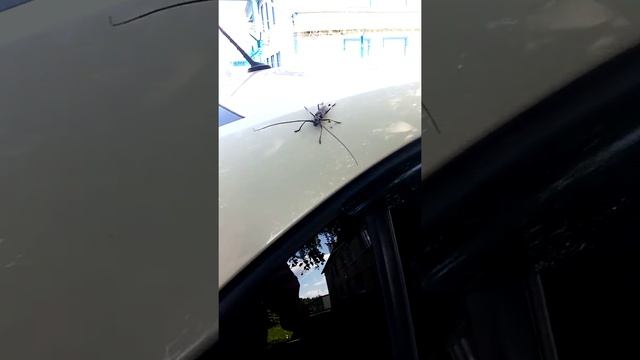 жук усач смотреть онлайн