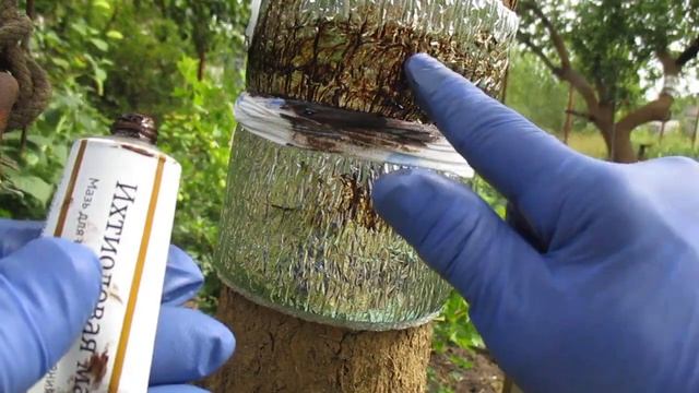 Защита деревьев от муравьев на весь сезон. Простейший способ.