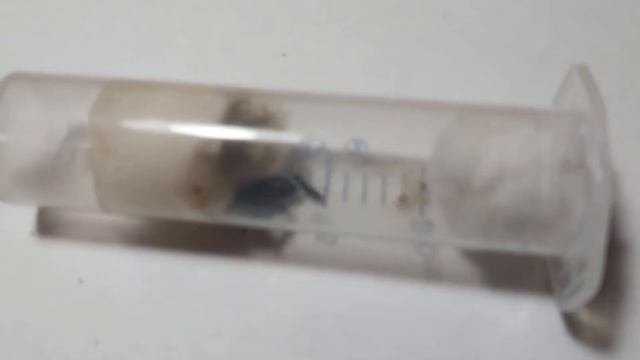 Муравьи | Camponotus Saxatilis | Муравьям полгода! смотреть онлайн