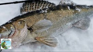 ЛОВЛЯ СУДАКА В МАРТЕ! НЕ ЗНАЕШЬ КАК? НЕ ПОЙМАЕШЬ!!!