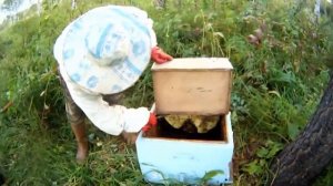 Ловля роёв пчел.