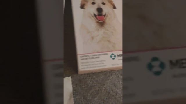 NexGard vs Bravecto Flea Tick Review w Cindy!!!! смотреть онлайн