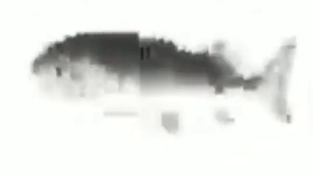 рыба крутящаяся под рапапа рапапа