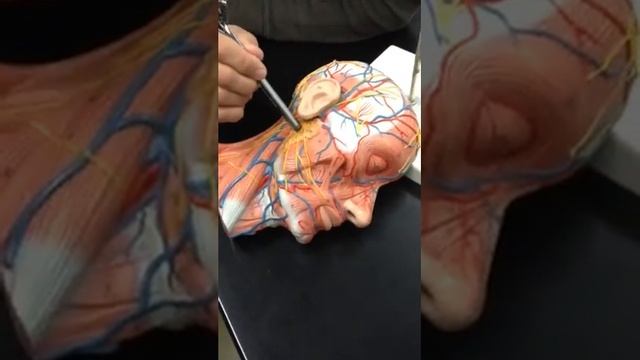 Human Head (muscles)