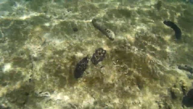 Clams @ Selingan Turtle Island, Borneo смотреть онлайн