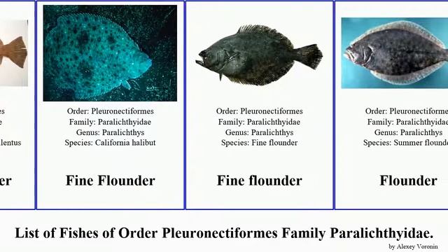 Fishes of Order Pleuronectiformes Family Paralichthyidae flounder pseudorhombus whiff brill Fluke смотреть онлайн