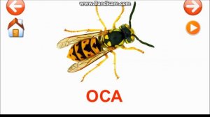 Изучаем насекомых. Развивающие видео для детей.