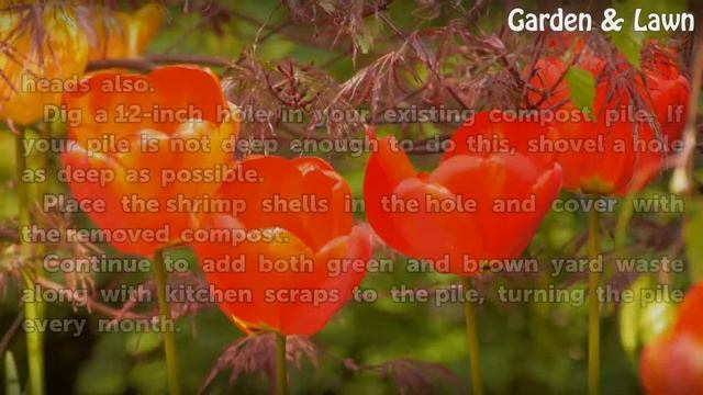 How to Compost Shrimp Shells смотреть онлайн