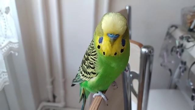 Волнистый Попугай разговаривает 🐦 Попугай говорит 🐦 Домашний питомец 🐦 смотреть онлайн